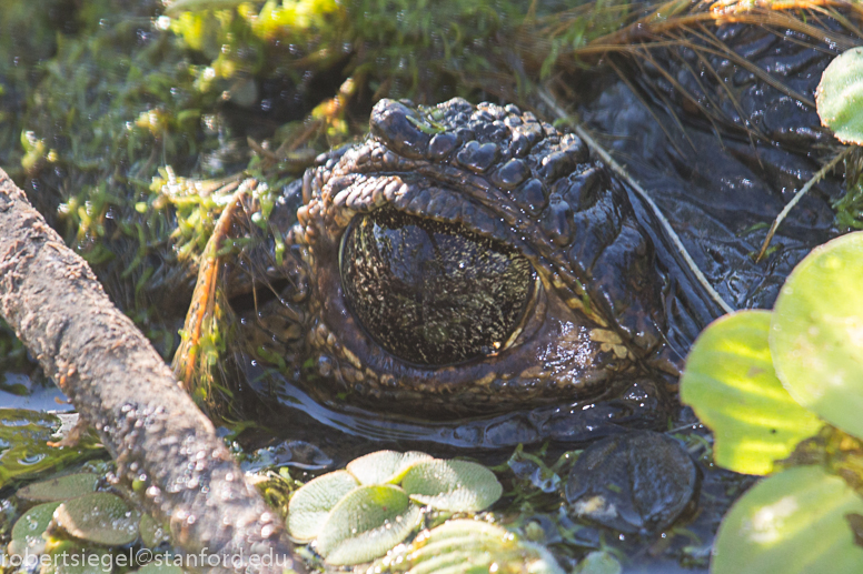 caiman eye